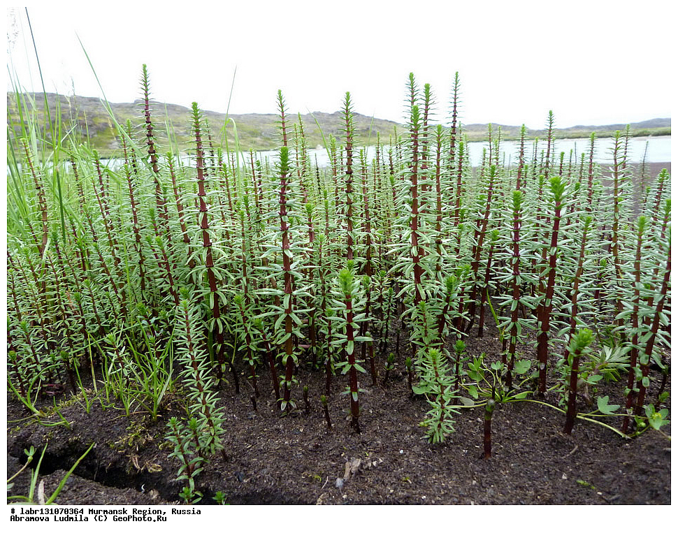 ���������� �������, ���������, �������, ������, ��������� ����, ������ ��������, �����, ��������,  ���������� ��������, ������, �����, ������������ ��������