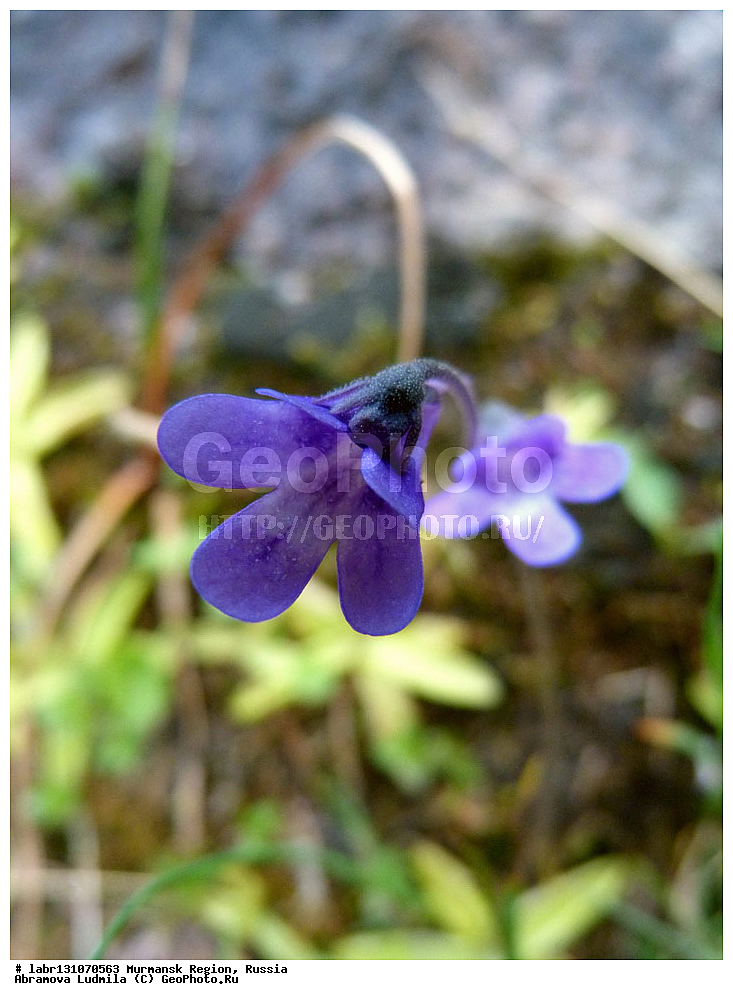 ���������� �������, ���������, �������, ������, ��������� ����, ������ ��������, �����, ��������,  ���������� ��������, ������, �����, ������������ ��������