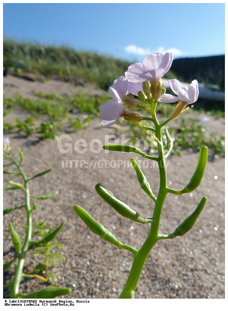 ���������� �������, ���������, �������, ������, ��������� ����, ������ ��������, �����, ��������,  ���������� ��������, ������, �����, ������������ ��������