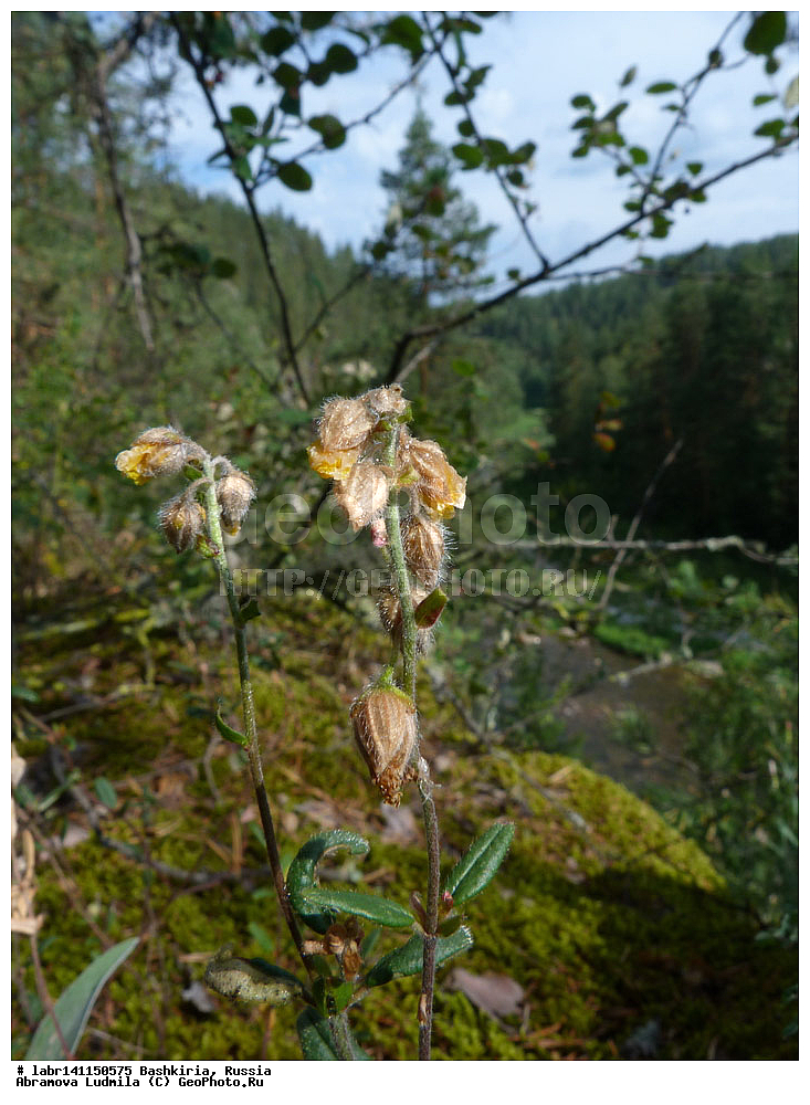 ����� ����, ���������� ������������, ��������, ������ ��������, �����, ��������,  ���������� ��������, ������, �����, ������������ ��������