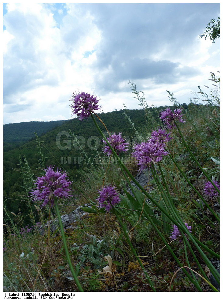 ����� ����, ���������� ������������, ��������, ������ ��������, �����, ��������,  ���������� ��������, ������, �����, ������������ ��������