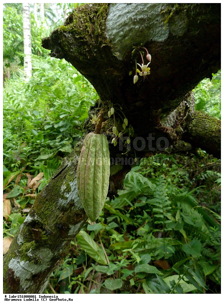 ���������� ���������, ������ ��������, �����, ��������,  ���������� ��������, ������, �����, ������������ ��������