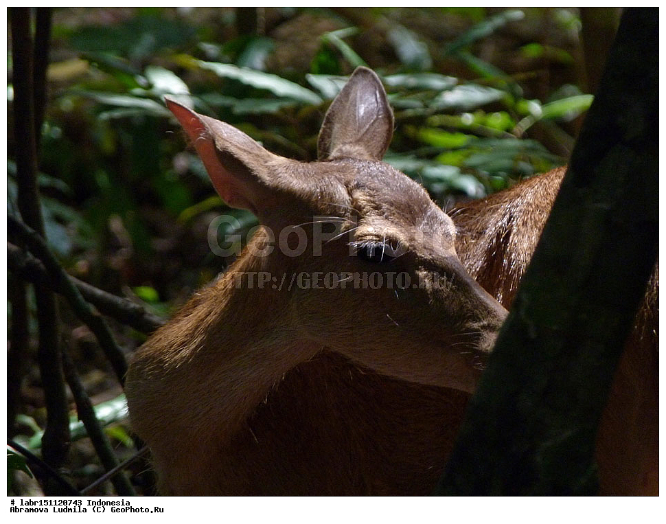 ���������� ���������, ������ ��������, �����, ��������,  ���������� ��������, ������, �����, ������������ ��������