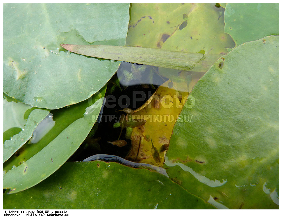 �������, ���������� �������, �������� ���������, ����������� ��������� ���������� ����������, ������ ��������, �����, ��������,  ���������� ��������, ������, �����, ������������ ��������