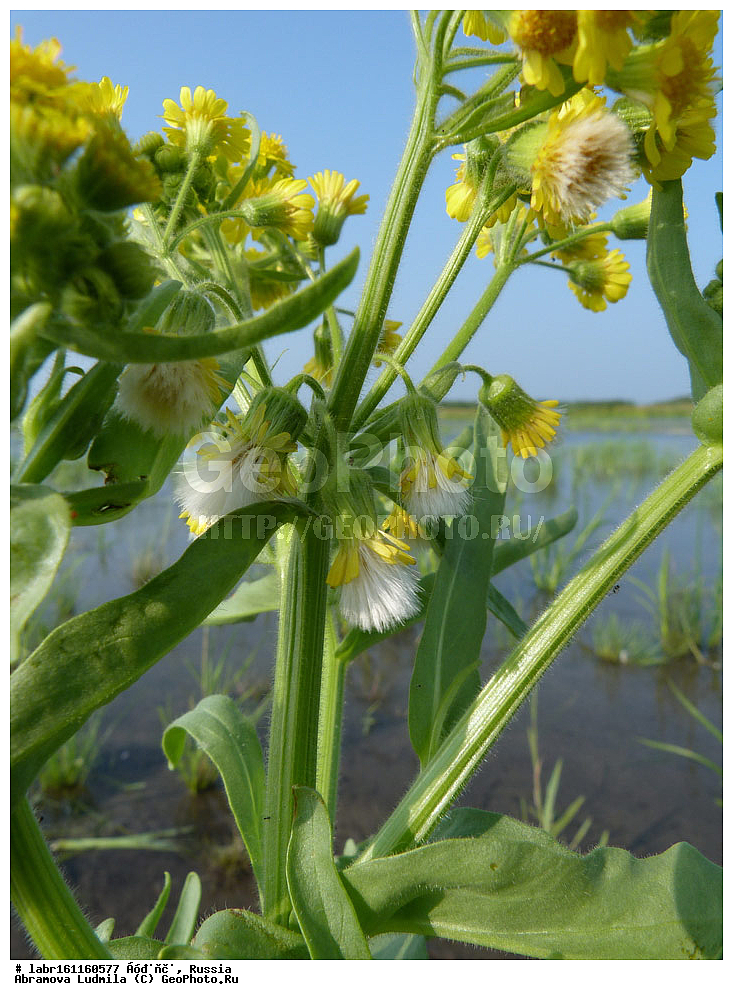 �������, ���������� �������, �������� ���������, ����������� ��������� ���������� ����������, ������ ��������, �����, ��������,  ���������� ��������, ������, �����, ������������ ��������