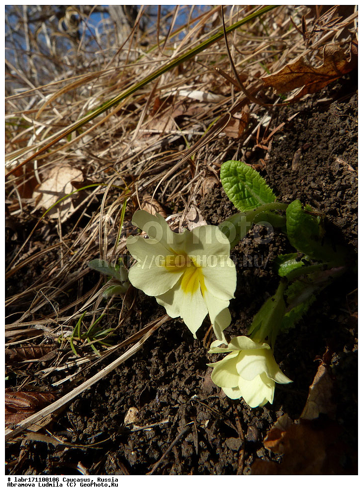 ������, ������ ��������, �����, ��������,  ���������� ��������, ������, �����, ������������ ��������