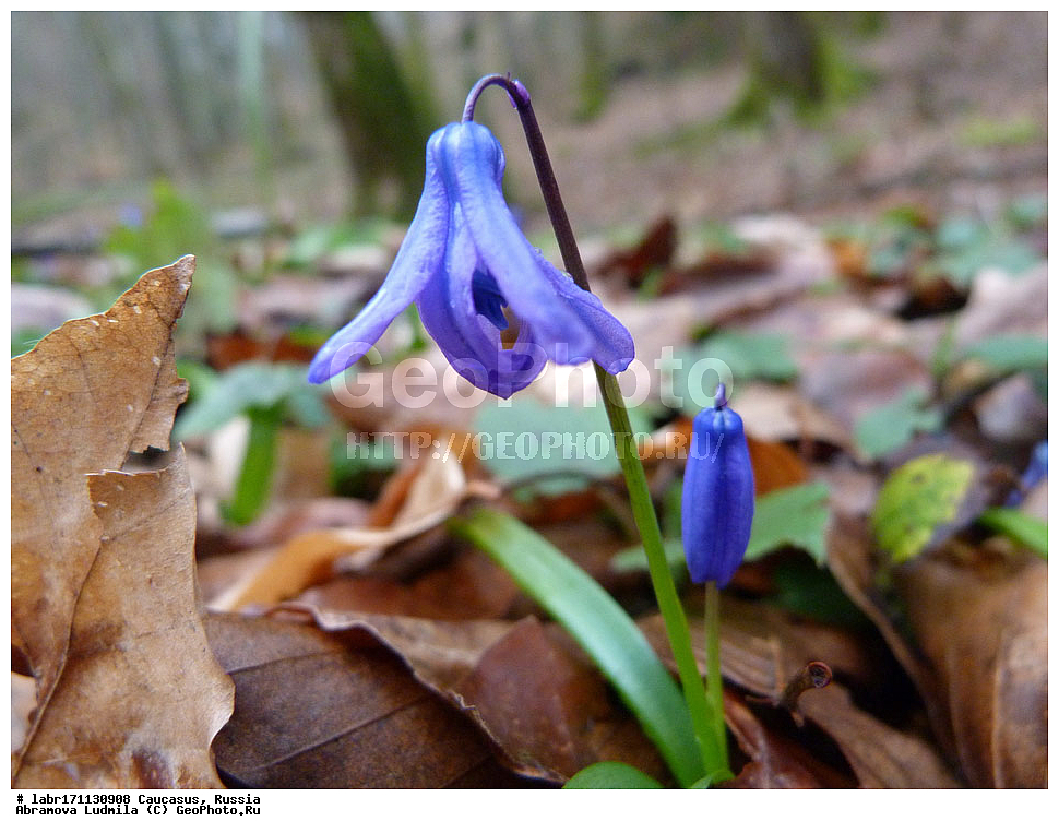 ������, ������ ��������, �����, ��������,  ���������� ��������, ������, �����, ������������ ��������