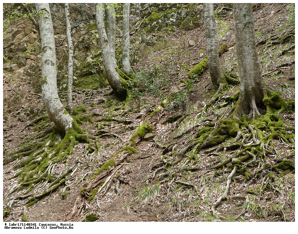 ������, ������ ��������, �����, ��������,  ���������� ��������, ������, �����, ������������ ��������