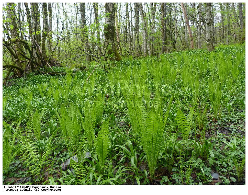 ������, ������ ��������, �����, ��������,  ���������� ��������, ������, �����, ������������ ��������