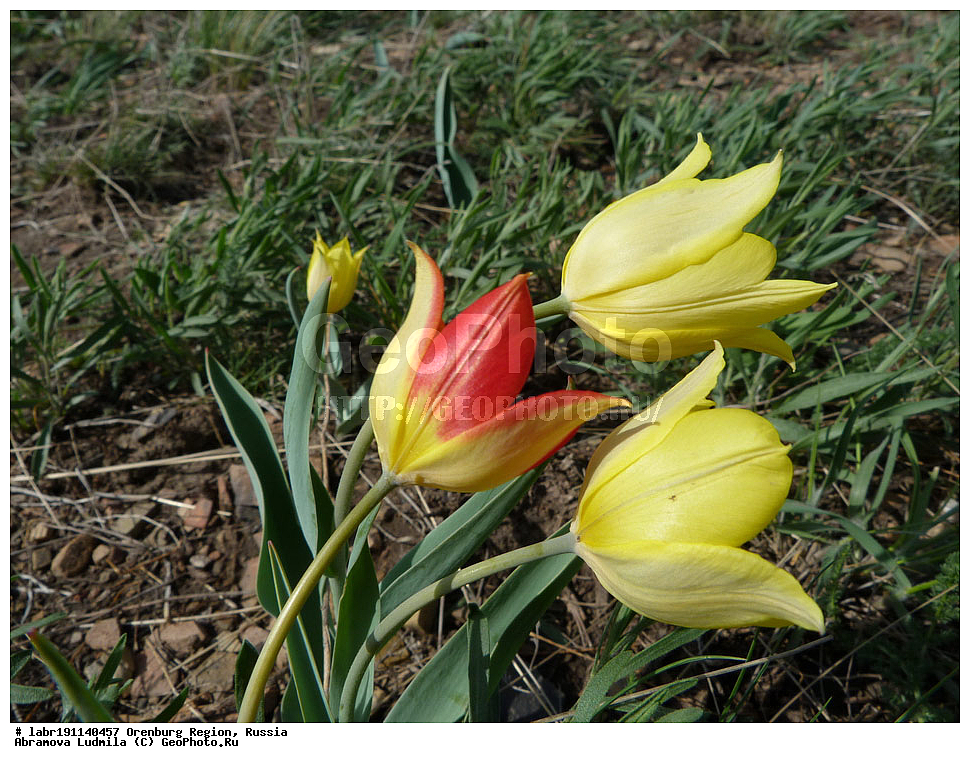 ��������, ������ ��������, �����, ��������,  ���������� ��������, ������, �����, ������������ ��������