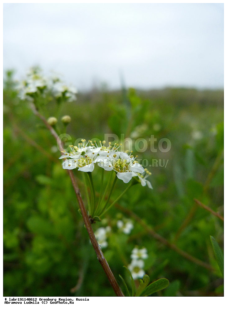 ��������, ������ ��������, �����, ��������,  ���������� ��������, ������, �����, ������������ ��������