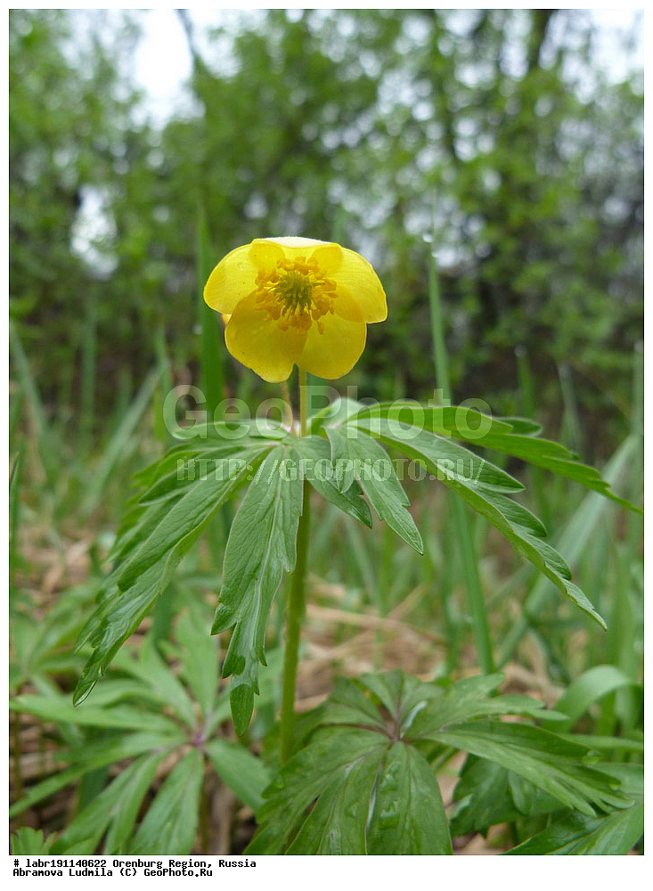 ��������, ������ ��������, �����, ��������,  ���������� ��������, ������, �����, ������������ ��������