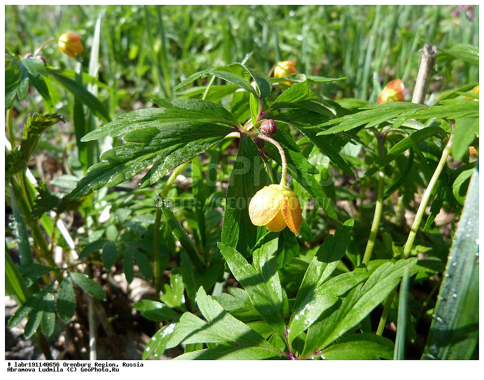 ��������, ������ ��������, �����, ��������,  ���������� ��������, ������, �����, ������������ ��������