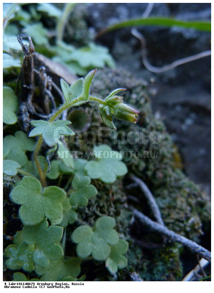 ��������, ������ ��������, �����, ��������,  ���������� ��������, ������, �����, ������������ ��������