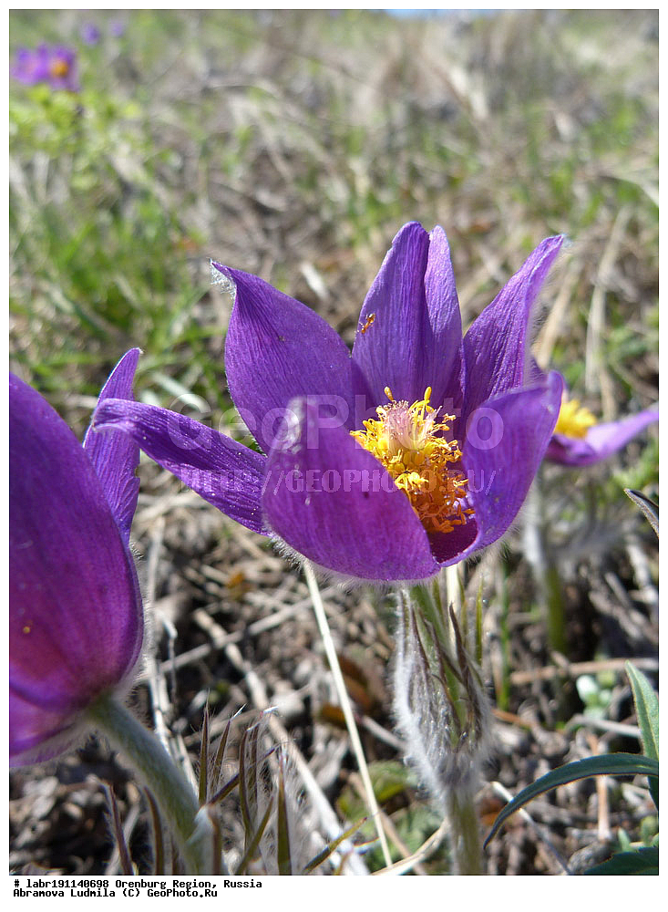 ��������, ������ ��������, �����, ��������,  ���������� ��������, ������, �����, ������������ ��������