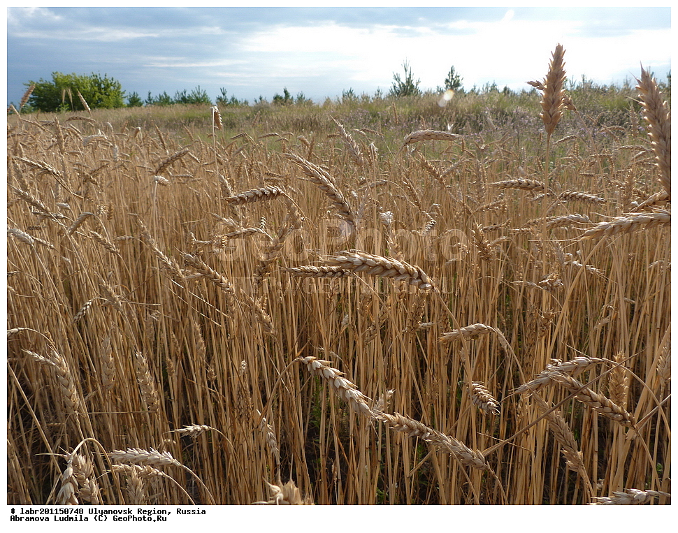 ����������� �������, ������ ��������, �����, ��������,  ���������� ��������, ������, �����, ������������ ��������