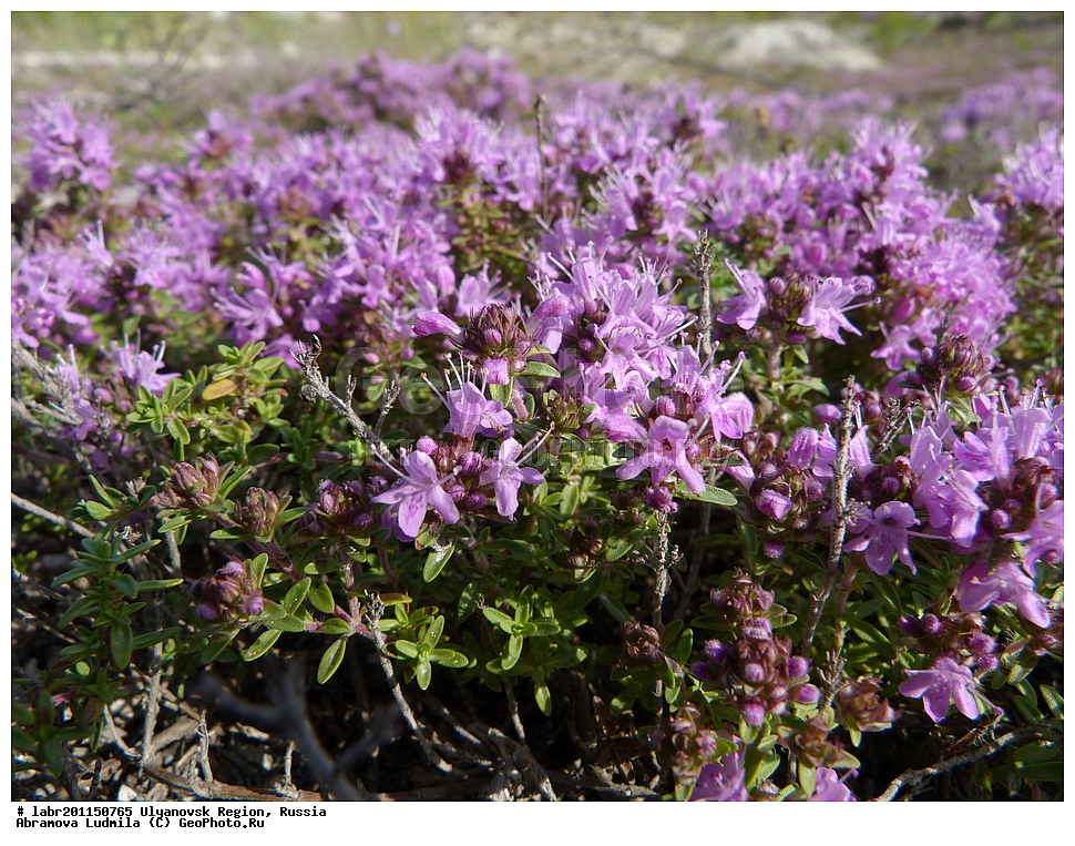 ����������� �������, ������ ��������, �����, ��������,  ���������� ��������, ������, �����, ������������ ��������