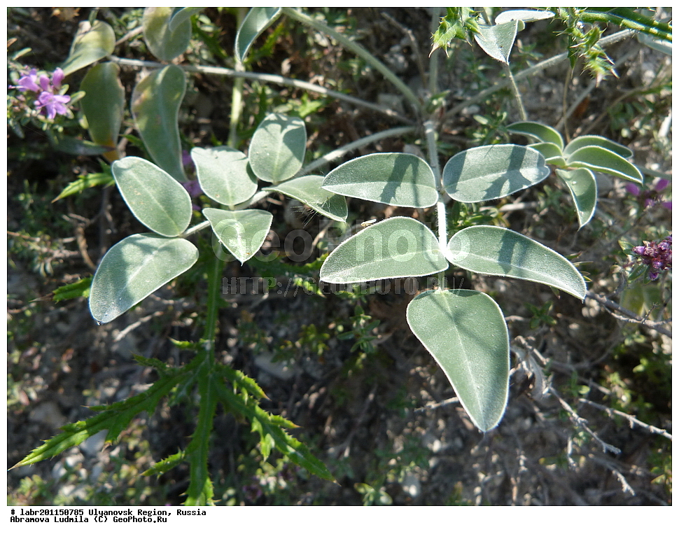 ����������� �������, ������ ��������, �����, ��������,  ���������� ��������, ������, �����, ������������ ��������