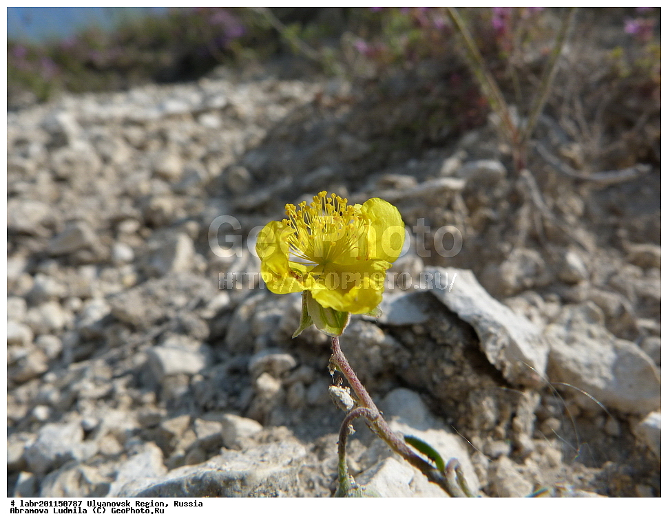 ����������� �������, ������ ��������, �����, ��������,  ���������� ��������, ������, �����, ������������ ��������