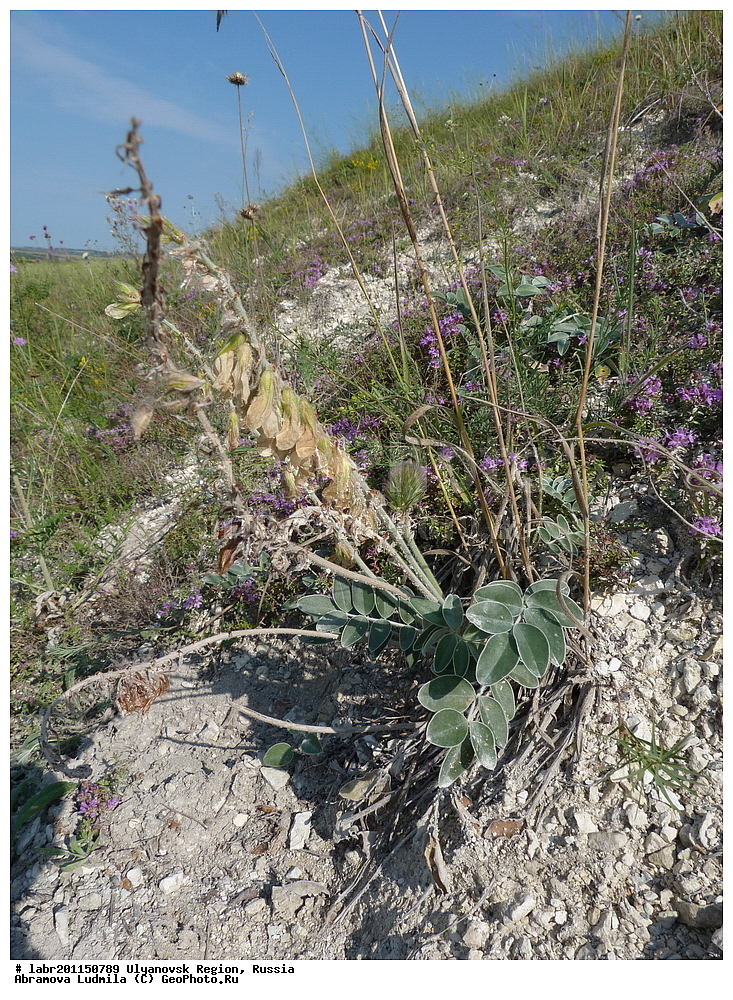 ����������� �������, ������ ��������, �����, ��������,  ���������� ��������, ������, �����, ������������ ��������