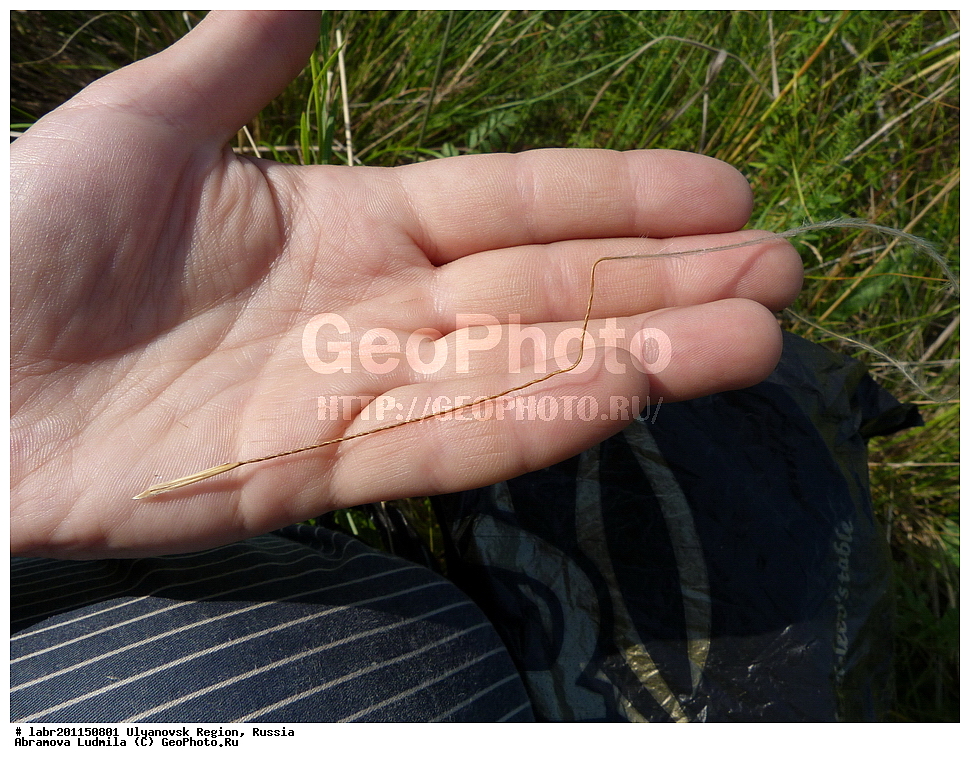 ����������� �������, ������ ��������, �����, ��������,  ���������� ��������, ������, �����, ������������ ��������