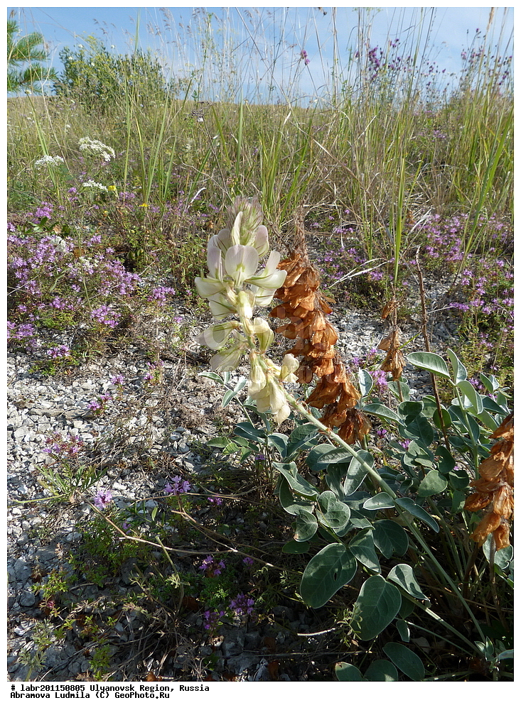 ����������� �������, ������ ��������, �����, ��������,  ���������� ��������, ������, �����, ������������ ��������