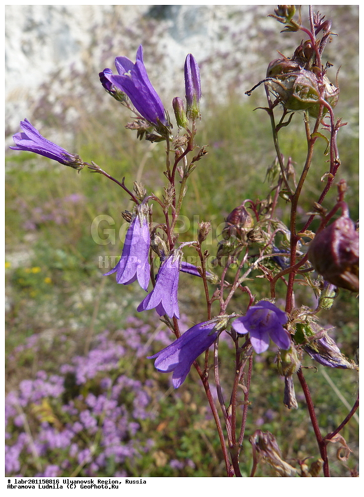 ����������� �������, ������ ��������, �����, ��������,  ���������� ��������, ������, �����, ������������ ��������