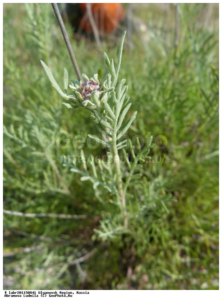 ����������� �������, ������ ��������, �����, ��������,  ���������� ��������, ������, �����, ������������ ��������