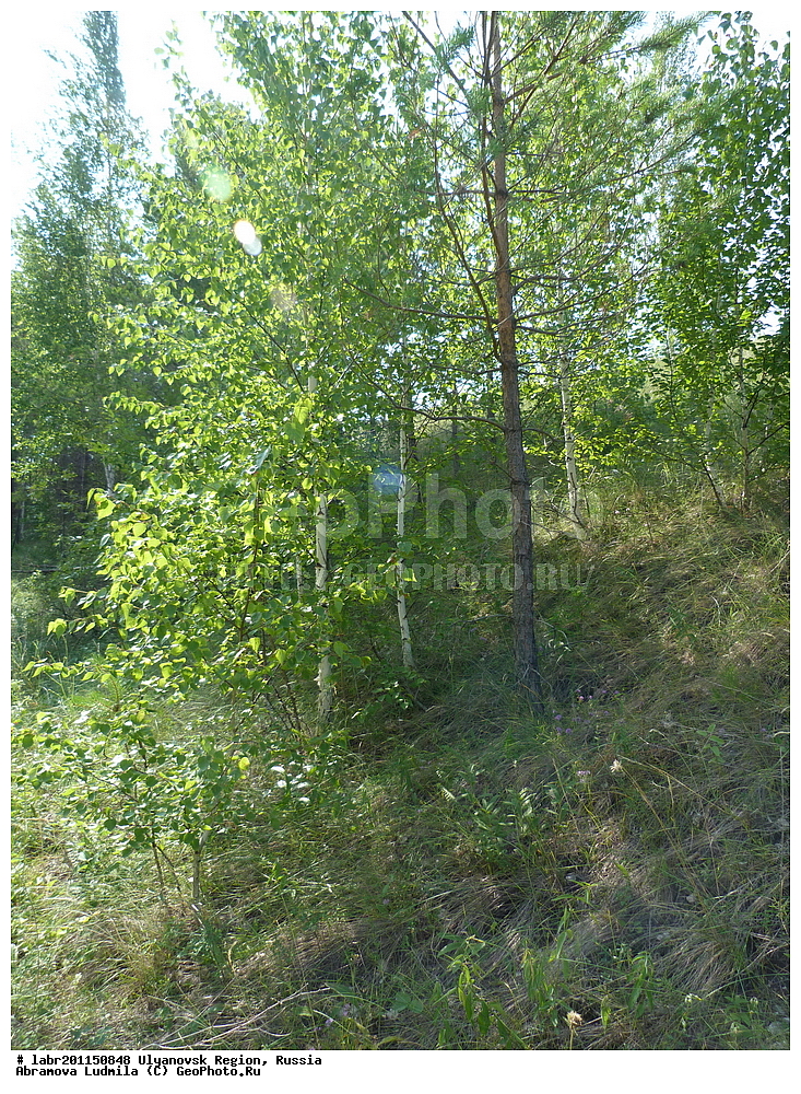 ����������� �������, ������ ��������, �����, ��������,  ���������� ��������, ������, �����, ������������ ��������