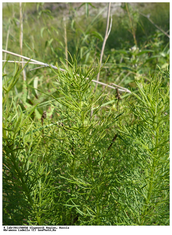 ����������� �������, ������ ��������, �����, ��������,  ���������� ��������, ������, �����, ������������ ��������