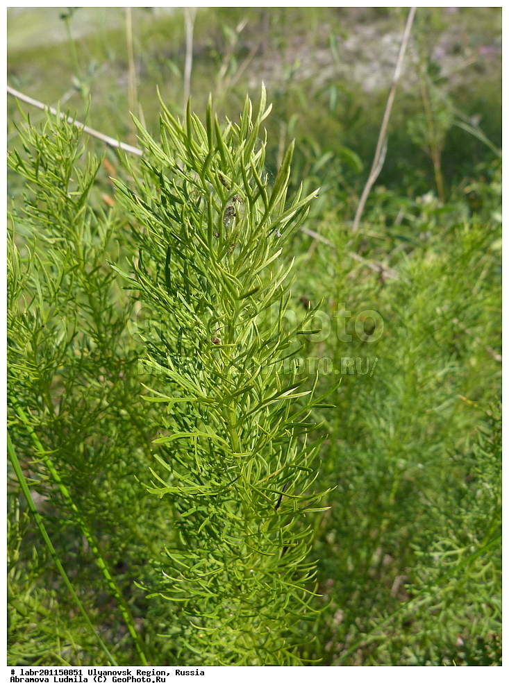 ����������� �������, ������ ��������, �����, ��������,  ���������� ��������, ������, �����, ������������ ��������