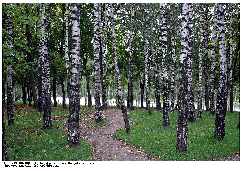 �������, ���������� �������, ����������� ��������, ����������� ��������� ���������� ����������, ������ ��������, �����, ��������, ���������� ��������, ������, �����, ������������ ��������, ����� ������������, ����� ��������, ����� ������������, ����� ��������, ������ ������������, ������ ��������, ������ ������������, ������ ��������, Betula pendula, ��������, Betulaceae, xyz