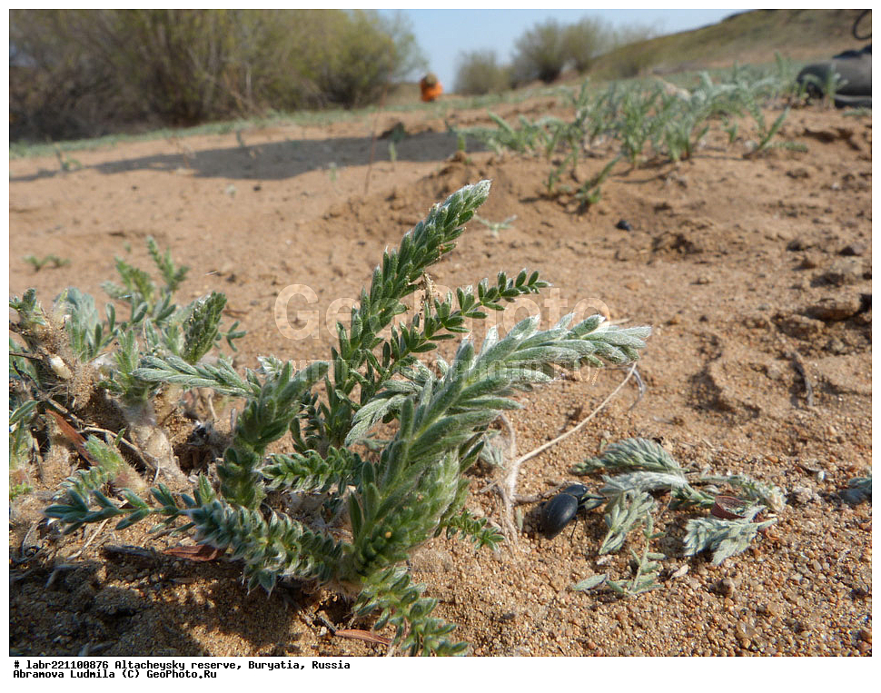 �������, ���������� �������, ����������� ��������, ����������� ��������� ���������� ����������, ������ ��������, �����, ��������, ���������� ��������, ������, �����, ������������ ��������, �������������, ����������, Oxytropis sp., �������, �����������, Fabaceae, Fabaceae, Leguminosae, Papilionaceae, xyz