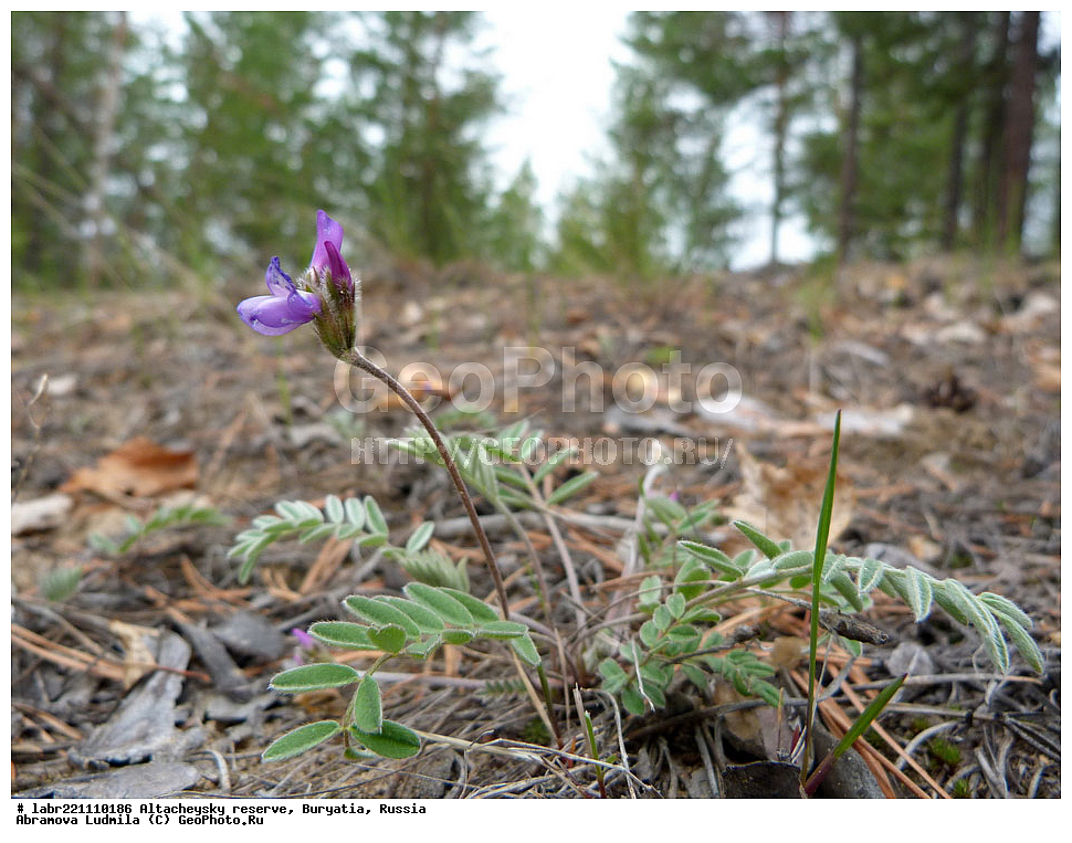 �������, ���������� �������, ����������� ��������, ����������� ��������� ���������� ����������, ������ ��������, �����, ��������, ���������� ��������, ������, �����, ������������ ��������, �������������, ����������, Oxytropis sp., �������, �����������, Fabaceae, Fabaceae, Leguminosae, Papilionaceae, xyz