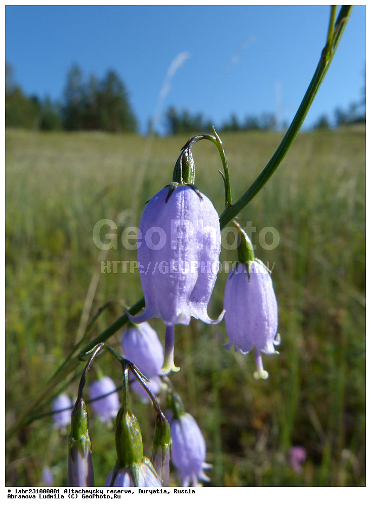 �������, ���������� �������, ����������� ��������, ����������� ��������� ���������� ����������, ������ ��������, �����, ��������,  ���������� ��������, ������, �����, ������������ ��������, �������� �������������, Adenophora stenanthina, Campanula stenanthina, ���������������, Campanulaceae, ����������, Lobeliaceae, xyz