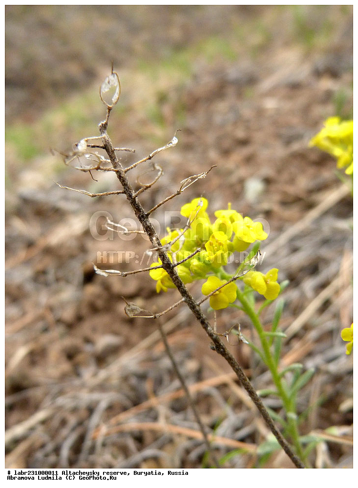 �������, ���������� �������, ����������� ��������, ����������� ��������� ���������� ����������, ������ ��������, �����, ��������,  ���������� ��������, ������, �����, ������������ ��������