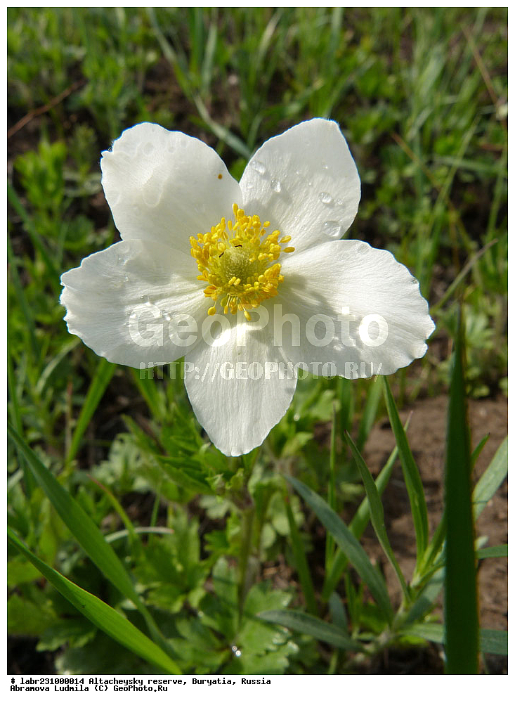 �������, ���������� �������, ����������� ��������, ����������� ��������� ���������� ����������, ������ ��������, �����, ��������,  ���������� ��������, ������, �����, ������������ ��������, ��������� ������, Anemone sylvestris, Anemone sylvatica, ���������, Ranunculaceae, xyz