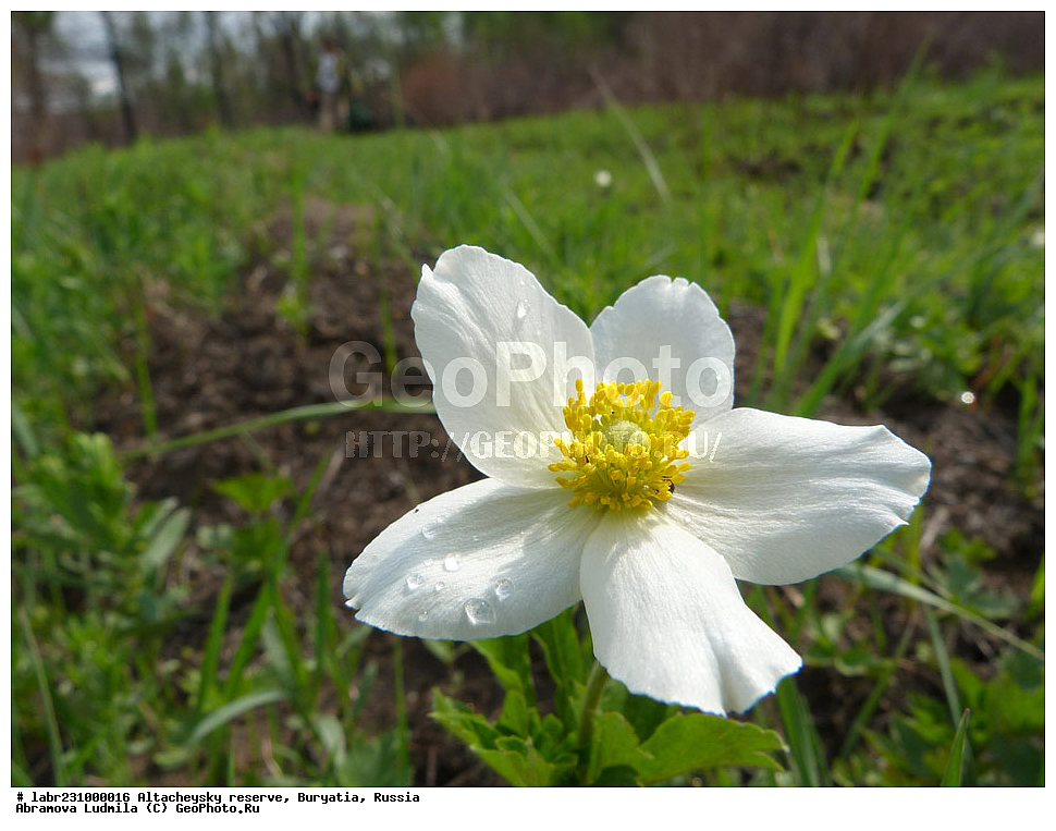 �������, ���������� �������, ����������� ��������, ����������� ��������� ���������� ����������, ������ ��������, �����, ��������,  ���������� ��������, ������, �����, ������������ ��������, ��������� ������, Anemone sylvestris, Anemone sylvatica, ���������, Ranunculaceae, xyz