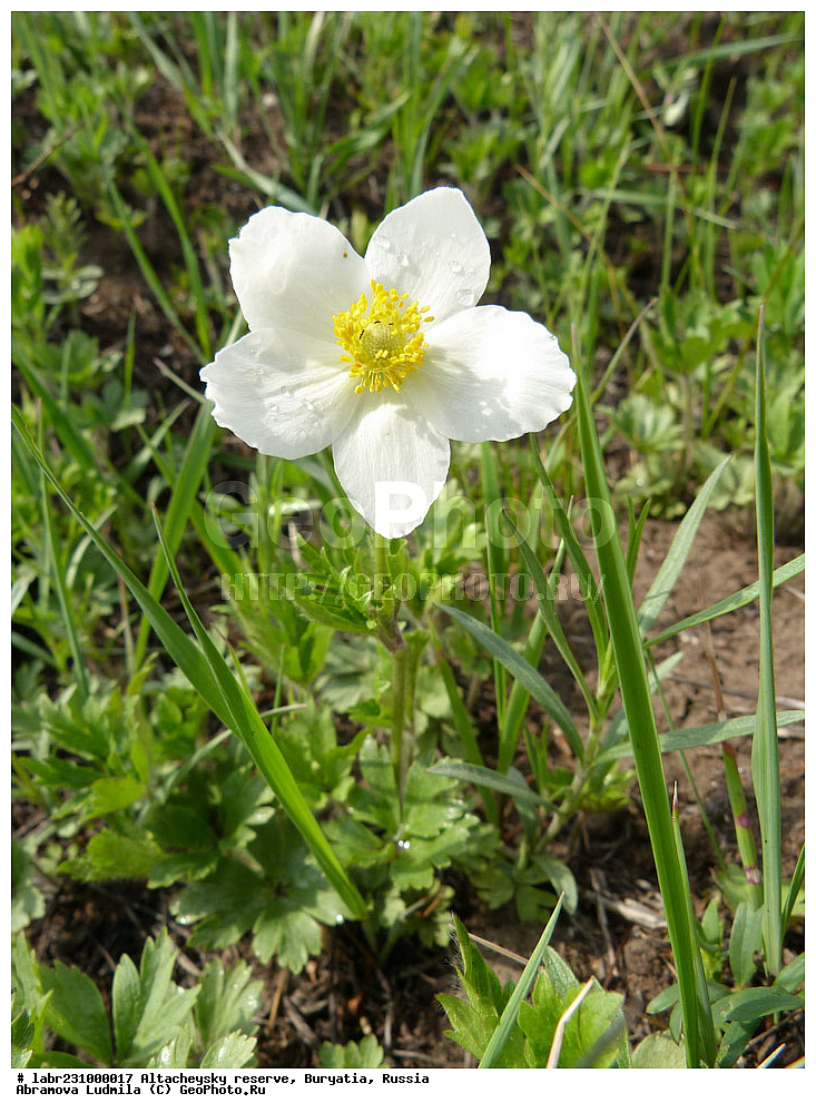 �������, ���������� �������, ����������� ��������, ����������� ��������� ���������� ����������, ������ ��������, �����, ��������,  ���������� ��������, ������, �����, ������������ ��������, ��������� ������, Anemone sylvestris, Anemone sylvatica, ���������, Ranunculaceae, xyz