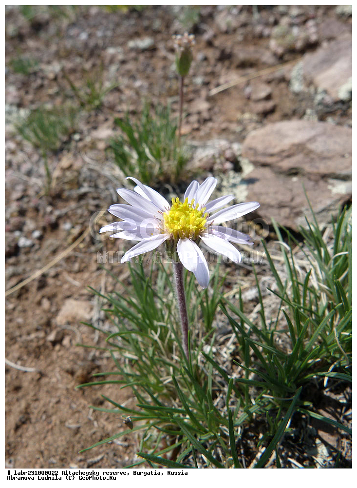 �������, ���������� �������, ����������� ��������, ����������� ��������� ���������� ����������, ������ ��������, �����, ��������,  ���������� ��������, ������, �����, ������������ ��������, ���������� ��������, Arctogeron gramineum, Erigeron gramineum, ��������, �������������, Asteraceae, Compositae, xyz, ���������� ��������, Arctogeron gramineum, Erigeron gramineum, ��������, �������������, Asteraceae, Compositae, xyz