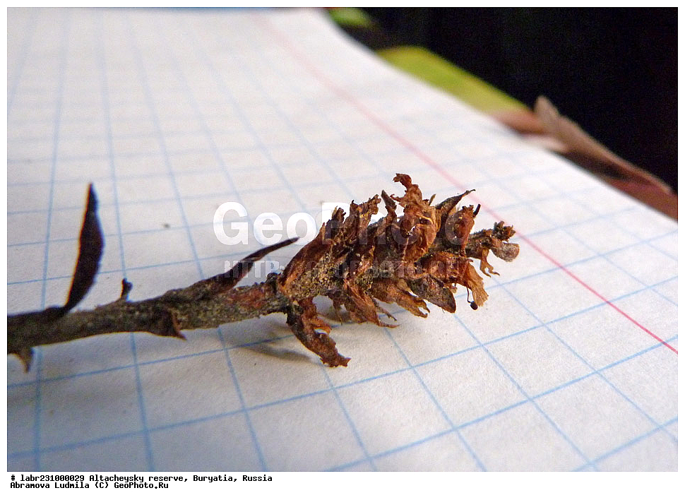 �������, ���������� �������, ����������� ��������, ����������� ��������� ���������� ����������, ������ ��������, �����, ��������,  ���������� ��������, ������, �����, ������������ ��������, �������� �������, �������� �����, �������� �����, �������� ������������, �������� �������, Boschniakia rossica, ������������, Scrophulariaceae, xyz, �������� �������, �������� �����, �������� �����, �������� ������������, �������� �������, Boschniakia rossica, ������������, Scrophulariaceae, xyz, �������� �������, �������� �����, �������� �����, �������� ������������, �������� �������, Boschniakia rossica, ������������, Scrophulariaceae, xyz, �������� �������, �������� �����, �������� �����, �������� ������������, �������� �������, Boschniakia rossica, ������������, Scrophulariaceae, xyz