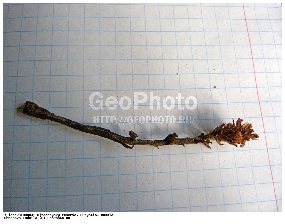 �������, ���������� �������, ����������� ��������, ����������� ��������� ���������� ����������, ������ ��������, �����, ��������,  ���������� ��������, ������, �����, ������������ ��������, �������� �������, �������� �����, �������� �����, �������� ������������, �������� �������, Boschniakia rossica, ������������, Scrophulariaceae, xyz, �������� �������, �������� �����, �������� �����, �������� ������������, �������� �������, Boschniakia rossica, ������������, Scrophulariaceae, xyz, �������� �������, �������� �����, �������� �����, �������� ������������, �������� �������, Boschniakia rossica, ������������, Scrophulariaceae, xyz, �������� �������, �������� �����, �������� �����, �������� ������������, �������� �������, Boschniakia rossica, ������������, Scrophulariaceae, xyz