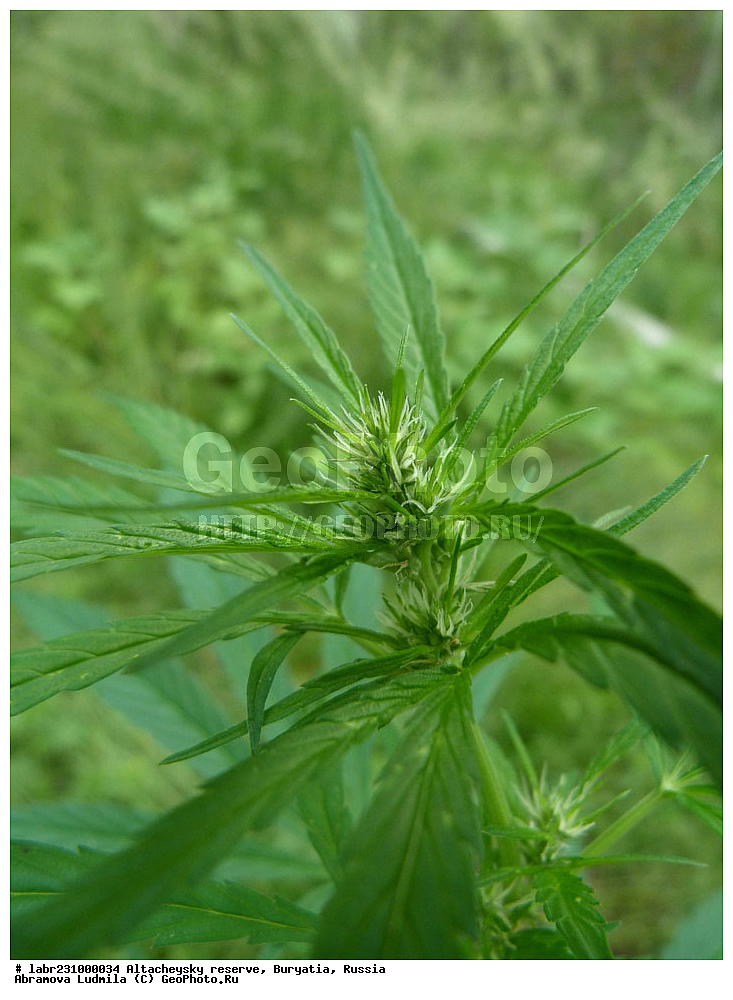 �������, ���������� �������, ����������� ��������, ����������� ��������� ���������� ����������, ������ ��������, �����, ��������,  ���������� ��������, ������, �����, ������������ ��������, ������� ��������, ������� ������������, Cannabis sativa, ���������, Cannabaceae, xyz, ������� ��������, ������� ������������, Cannabis sativa, ���������, Cannabaceae, xyz, ������� ��������, ������� ������������, Cannabis sativa, ���������, Cannabaceae, xyz