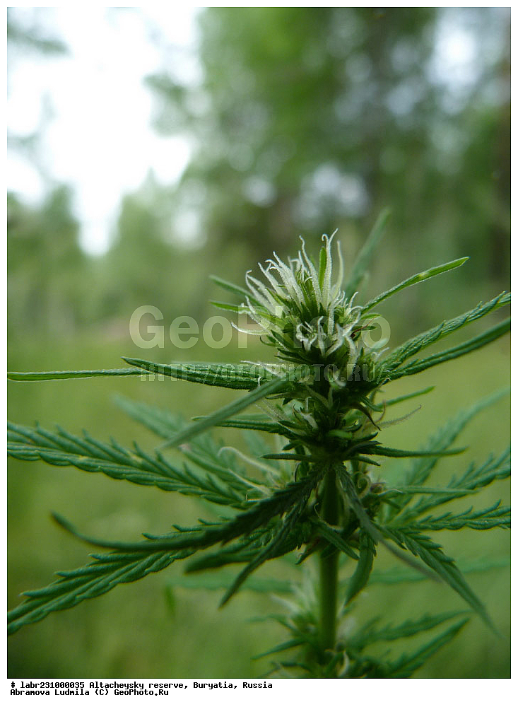 �������, ���������� �������, ����������� ��������, ����������� ��������� ���������� ����������, ������ ��������, �����, ��������,  ���������� ��������, ������, �����, ������������ ��������, ������� ��������, ������� ������������, Cannabis sativa, ���������, Cannabaceae, xyz, ������� ��������, ������� ������������, Cannabis sativa, ���������, Cannabaceae, xyz, ������� ��������, ������� ������������, Cannabis sativa, ���������, Cannabaceae, xyz