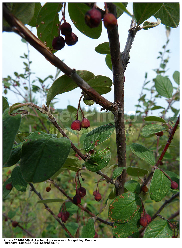 �������, ���������� �������, ����������� ��������, ����������� ��������� ���������� ����������, ������ ��������, �����, ��������,  ���������� ��������, ������, �����, ������������ ��������, ��������� ������������, Cotoneaster melanocarpus, ������������, �������, �����������, Rosaceae, xyz