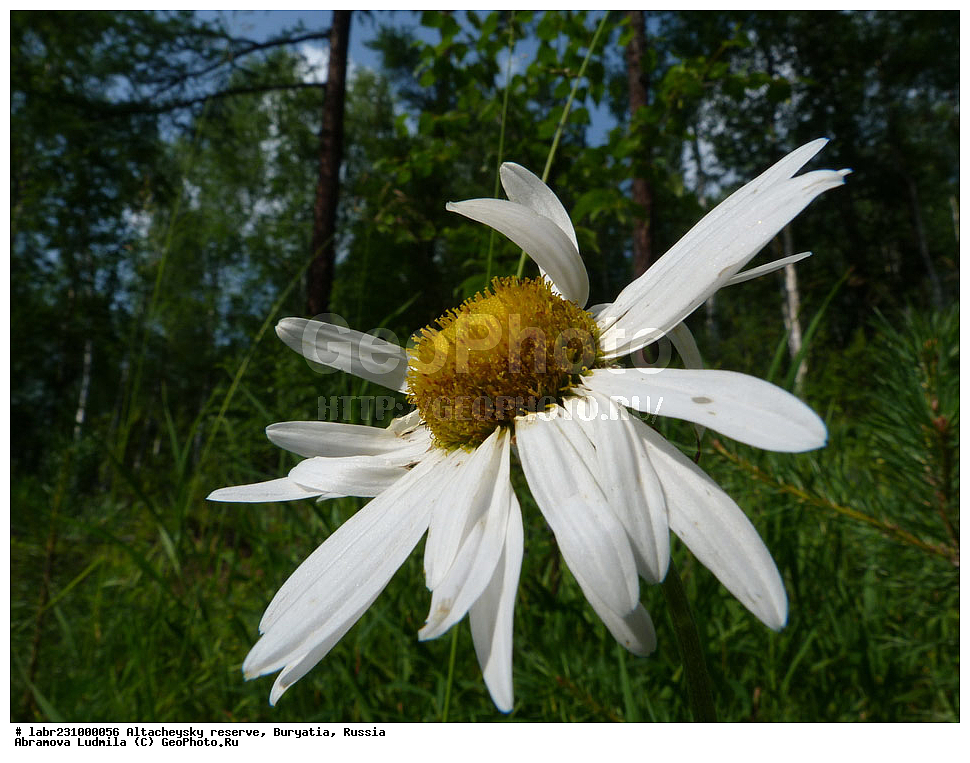 �������, ���������� �������, ����������� ��������, ����������� ��������� ���������� ����������, ������ ��������, �����, ��������,  ���������� ��������, ������, �����, ������������ ��������, ����������� ����������, ���������� ����������, Dendranthema zawadskii, ��������, �������������, Asteraceae, Compositae, xyz