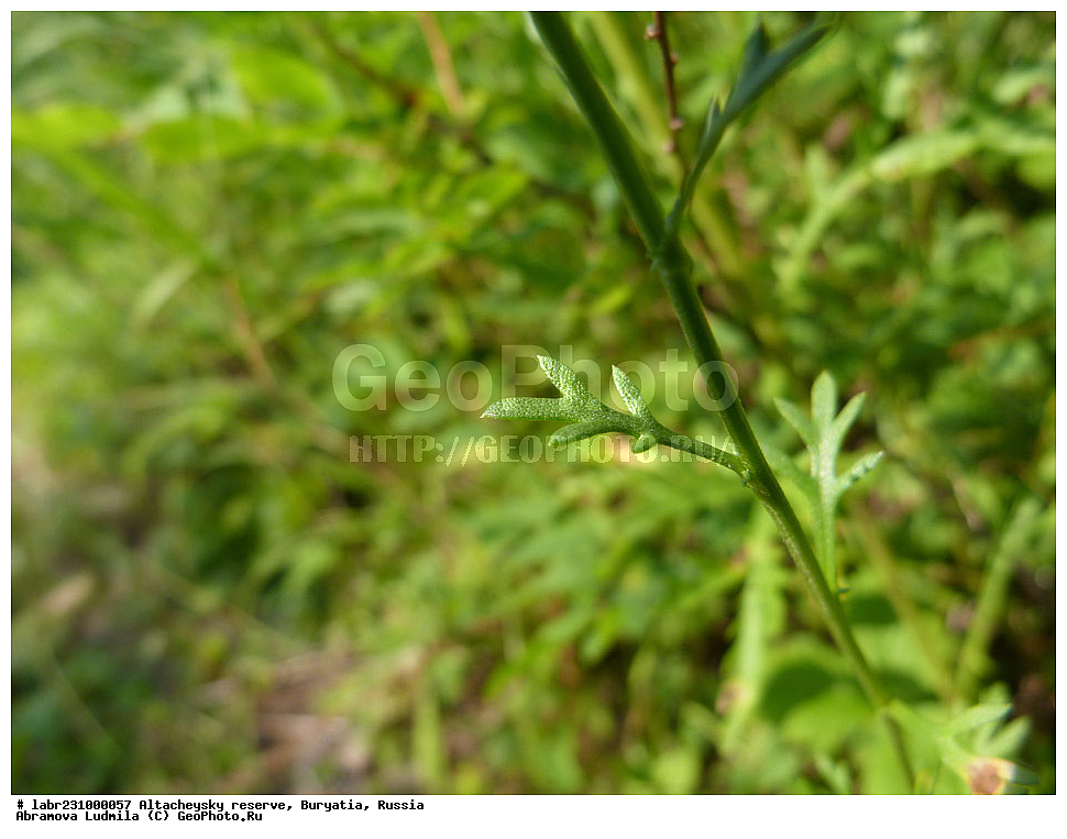 �������, ���������� �������, ����������� ��������, ����������� ��������� ���������� ����������, ������ ��������, �����, ��������,  ���������� ��������, ������, �����, ������������ ��������, ����������� ����������, ���������� ����������, Dendranthema zawadskii, ��������, �������������, Asteraceae, Compositae, xyz