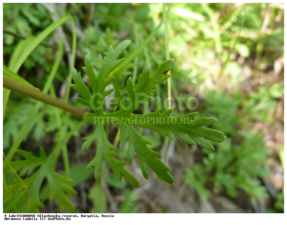 �������, ���������� �������, ����������� ��������, ����������� ��������� ���������� ����������, ������ ��������, �����, ��������,  ���������� ��������, ������, �����, ������������ ��������, ����������� ����������, ���������� ����������, Dendranthema zawadskii, ��������, �������������, Asteraceae, Compositae, xyz