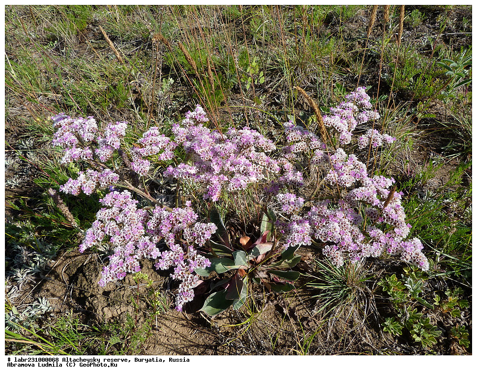 �������, ���������� �������, ����������� ��������, ����������� ��������� ���������� ����������, ������ ��������, �����, ��������,  ���������� ��������, ������, �����, ������������ ��������, �������������� ��������, ���������� ��������, Goniolimon speciosum, ������������, �����������, Plumbaginaceae, xyz, �������������� ��������, ���������� ��������, Goniolimon speciosum, ������������, �����������, Plumbaginaceae, xyz, �������������� ��������, ���������� ��������, Goniolimon speciosum, ������������, �����������, Plumbaginaceae, xyz