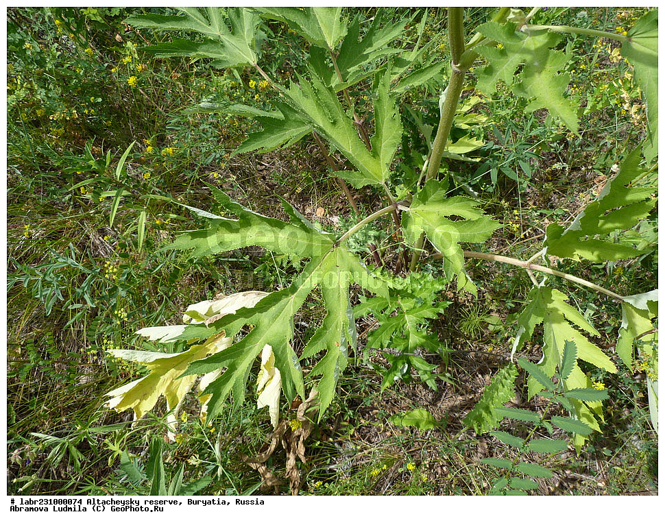 �������, ���������� �������, ����������� ��������, ����������� ��������� ���������� ����������, ������ ��������, �����, ��������, ���������� ��������, ������, �����, ������������ ��������, ����������� ��������, ����������� �������� �������� �����������, Heracleum dissectum, Heracleum lanatum, ���������, ������������, ������������, Umbelliferae, Apiaceae, xyz